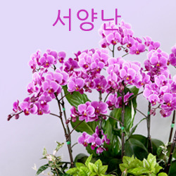 ������ ī�װ��� #4